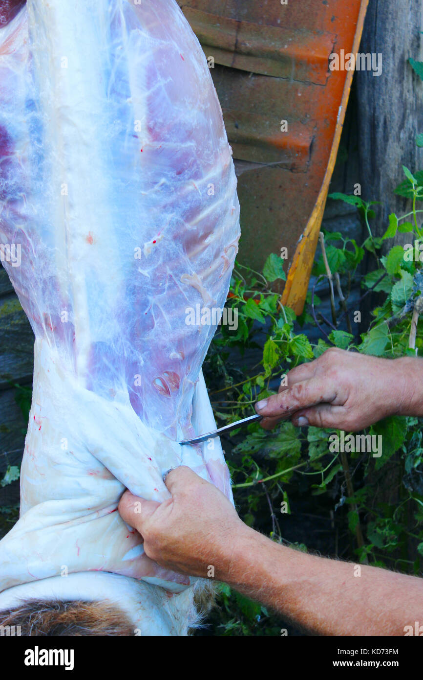 butcher is carving the goat carcass for meat Stock Photo