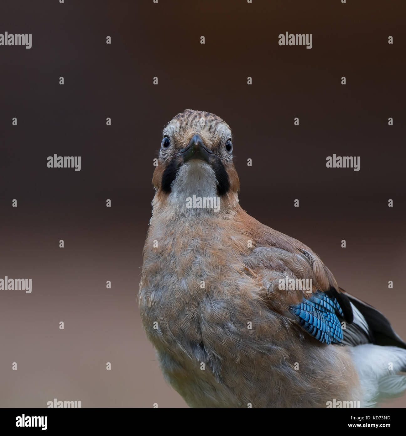 Detailed, front view close up of wild juvenile UK jay bird (Garrulus glandarius) isolated, perched outdoors, staring head-on, showing black moustache. Stock Photo