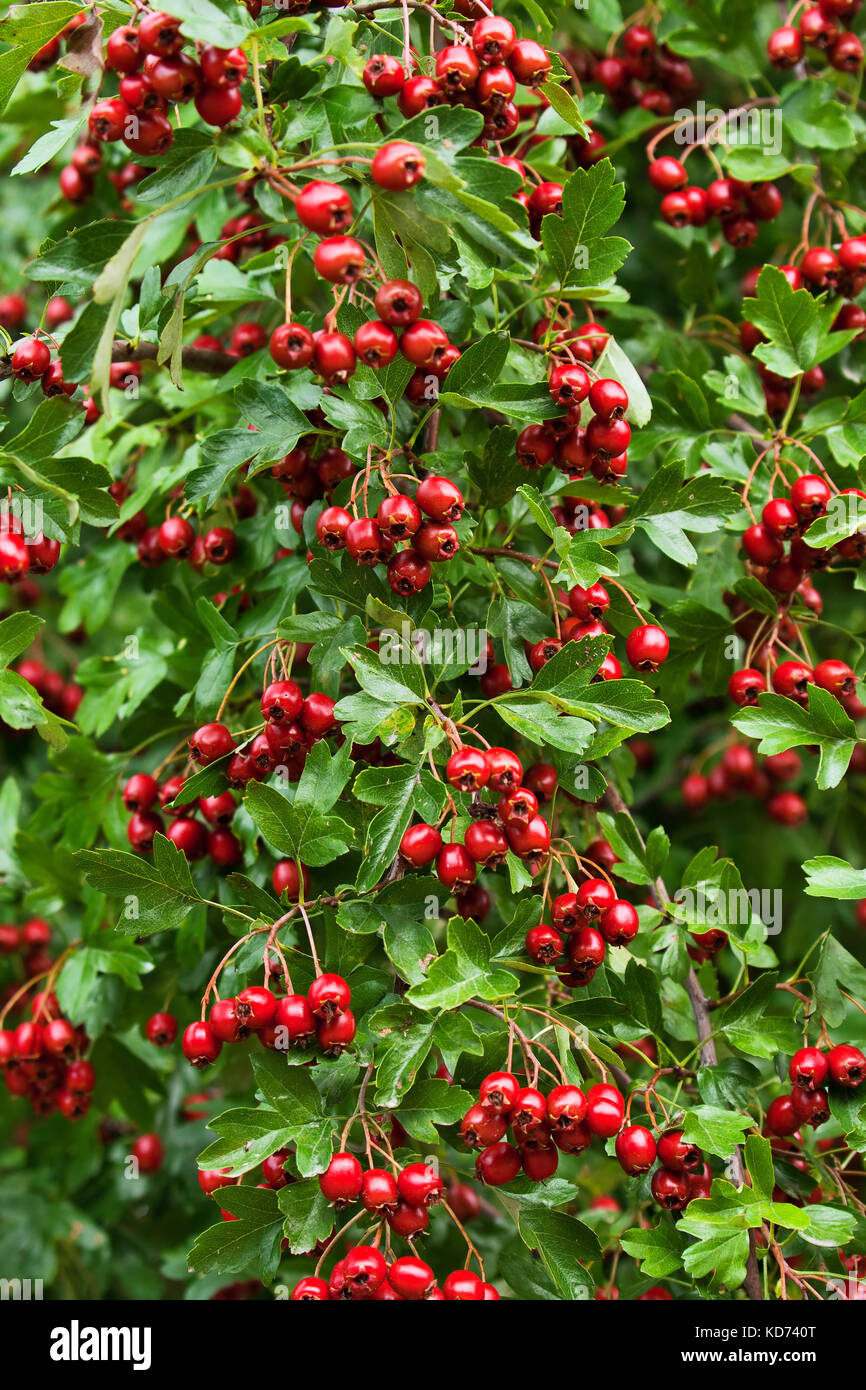 Background from leaves and hawthorn fruits Stock Photo