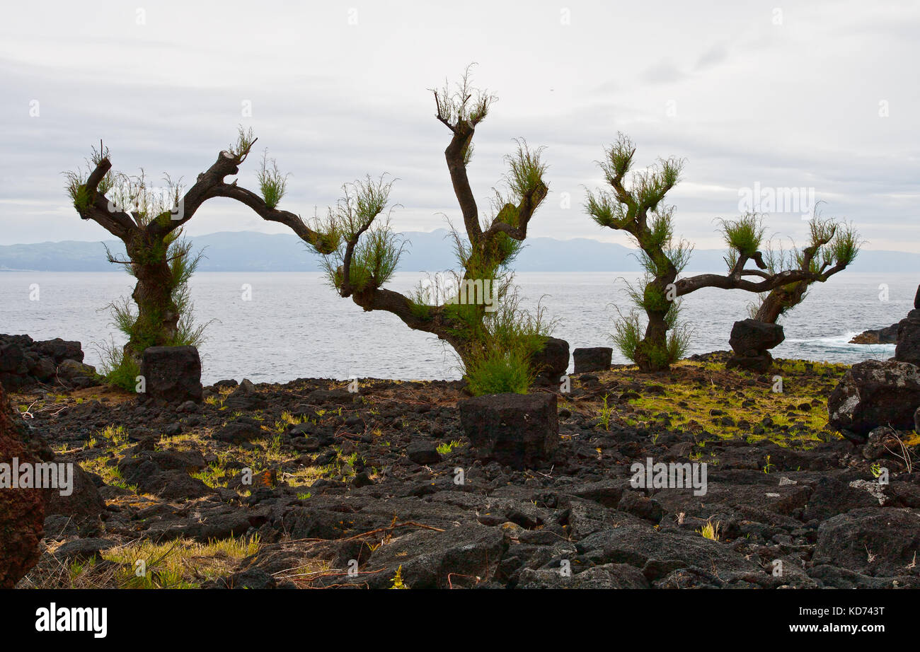 Bizarre trees on the coast of the island of Pico, the Azores Stock