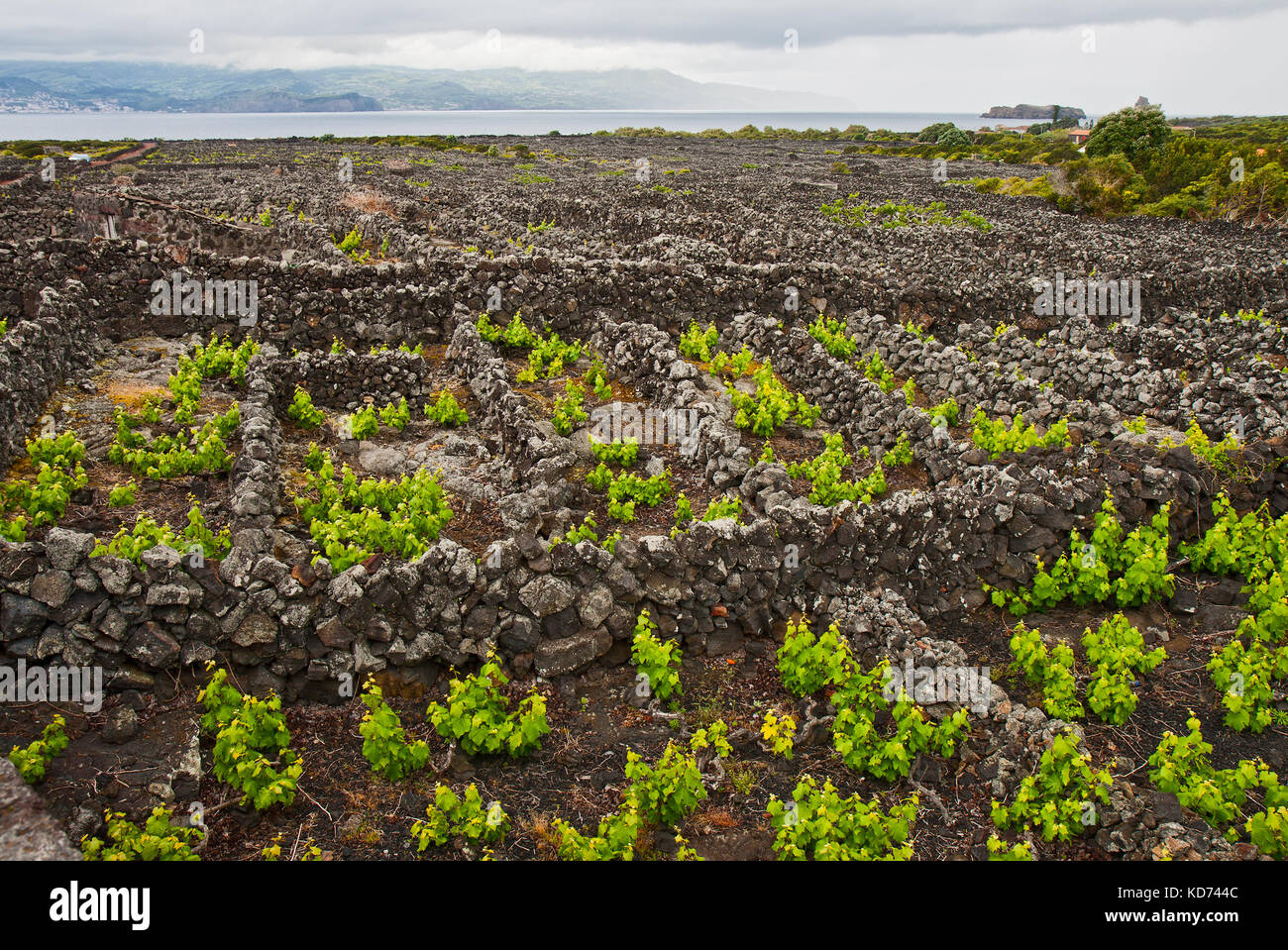 Landscape of the Pico Island Vineyard Culture has been a UNESCO World ...