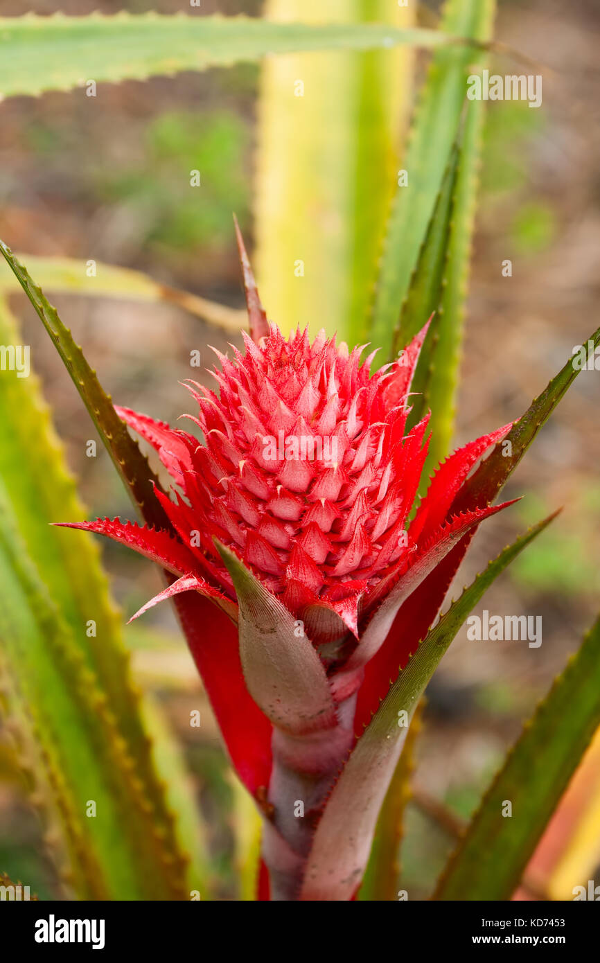 Decorative inflorescence of red Spanish pineapple (Ananas bracteatus) Stock Photo