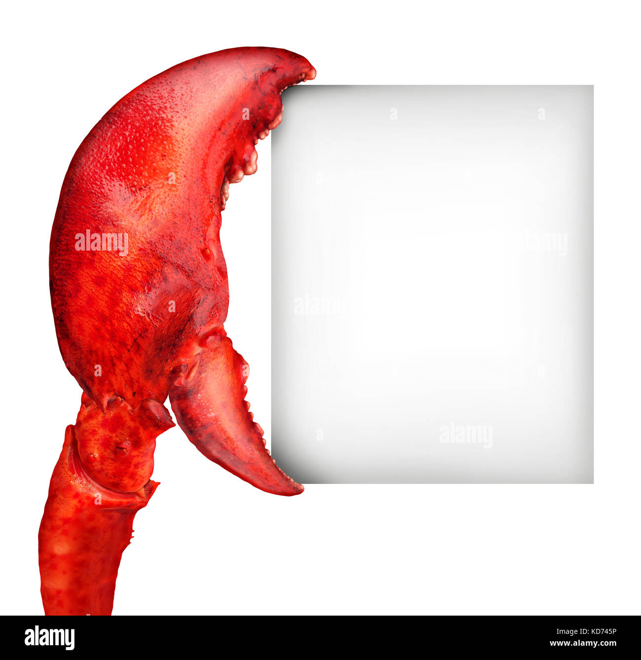 Lobster claw blank sign holding a card banner as a fresh seafood message or shellfish food concept with a red shell crustacean. Stock Photo