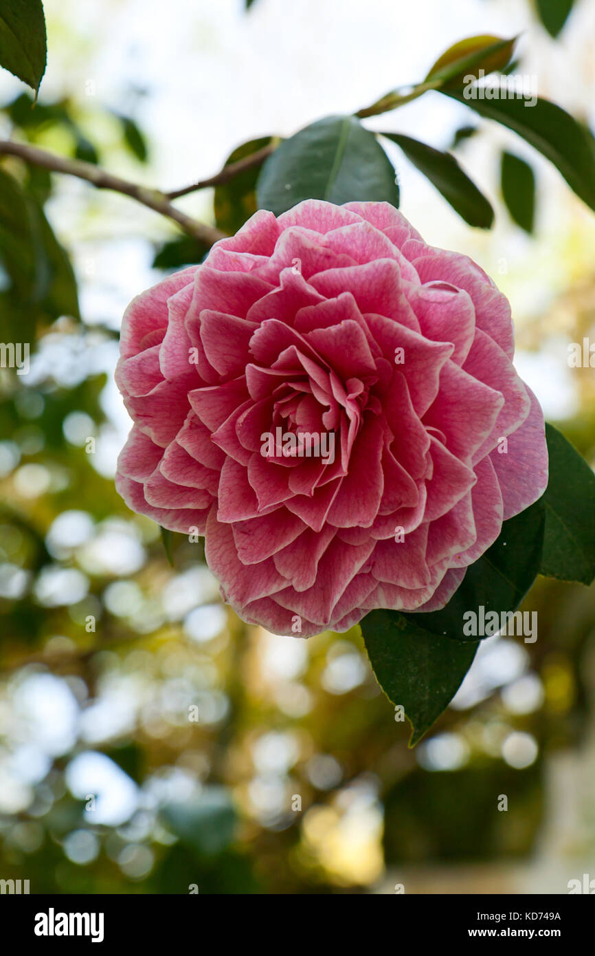 Beautiful flower pink Japanese Camellia while creating a soft background Stock Photo