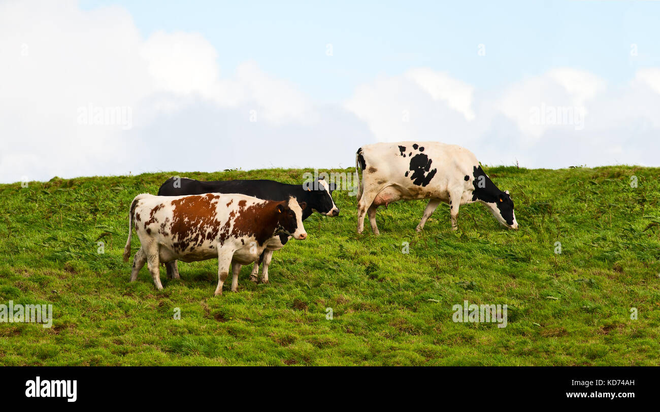 Group of black and white cows in a meadow hi-res stock photography and ...