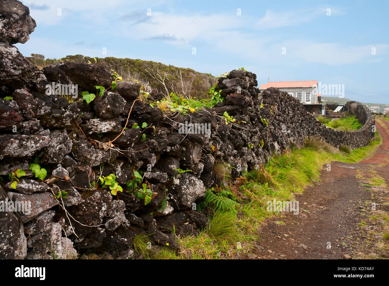 Azores, a rural landscape with a typical fence made of volcanic stone Stock Photo
