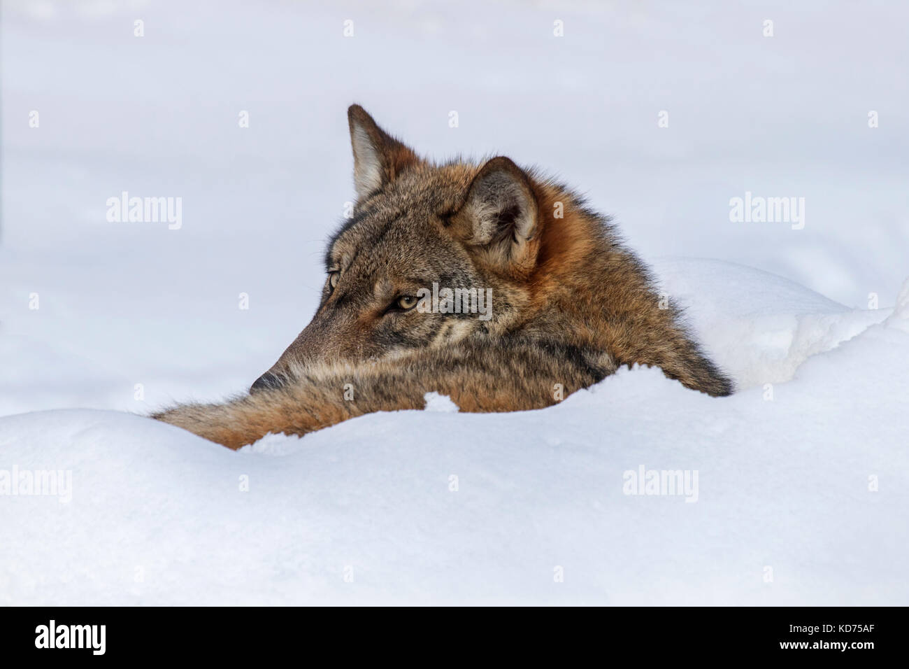 Close up of gray wolf / grey wolf (Canis lupus) resting curled up in the snow in winter Stock Photo