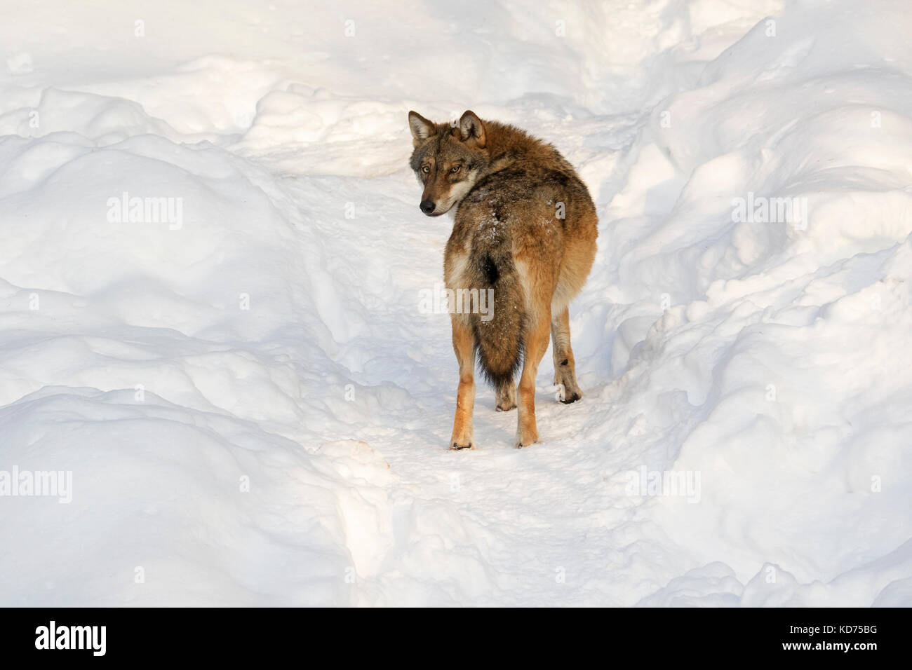 Solitary gray wolf / grey wolf (Canis lupus) foraging in the snow in winter Stock Photo