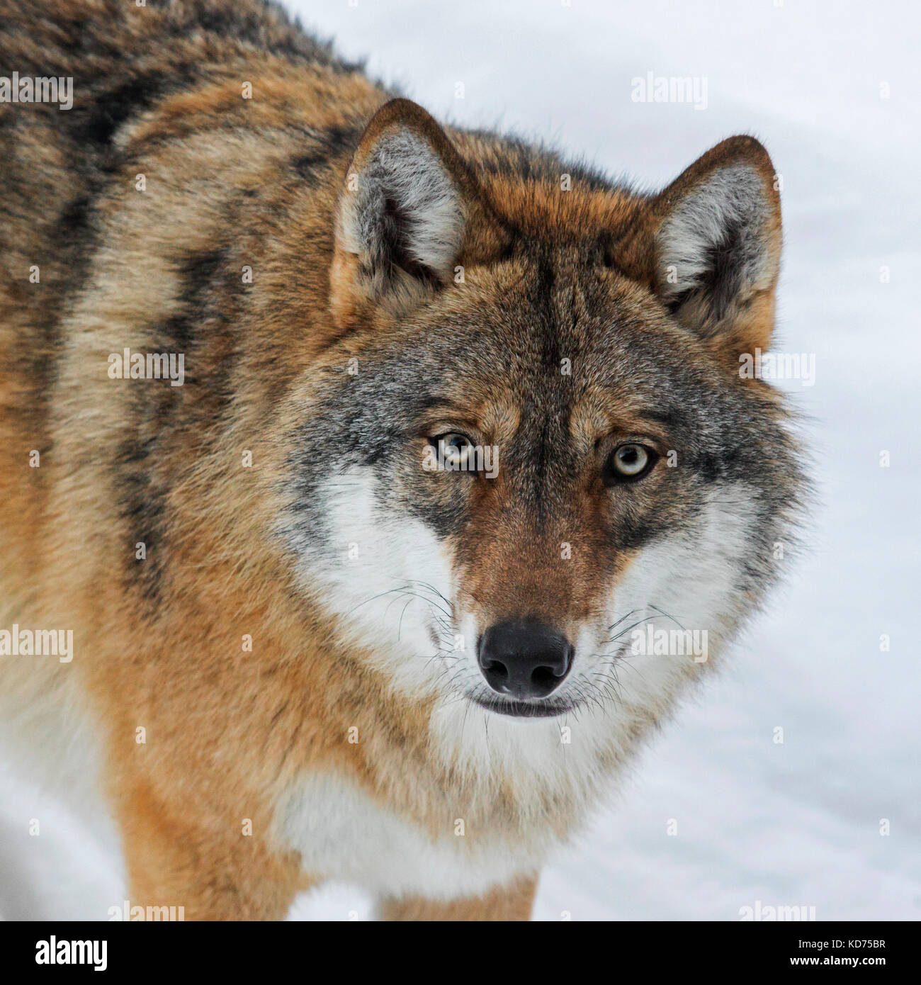 Close up portrait of gray wolf / grey wolf (Canis lupus) in the snow in winter Stock Photo