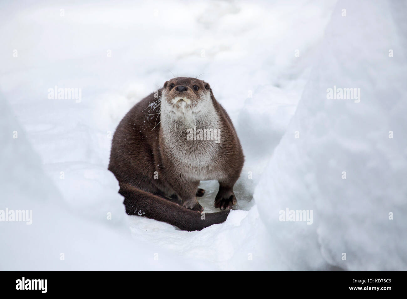 European river otter (Lutra lutra) on riverbank in deep snow in winter Stock Photo