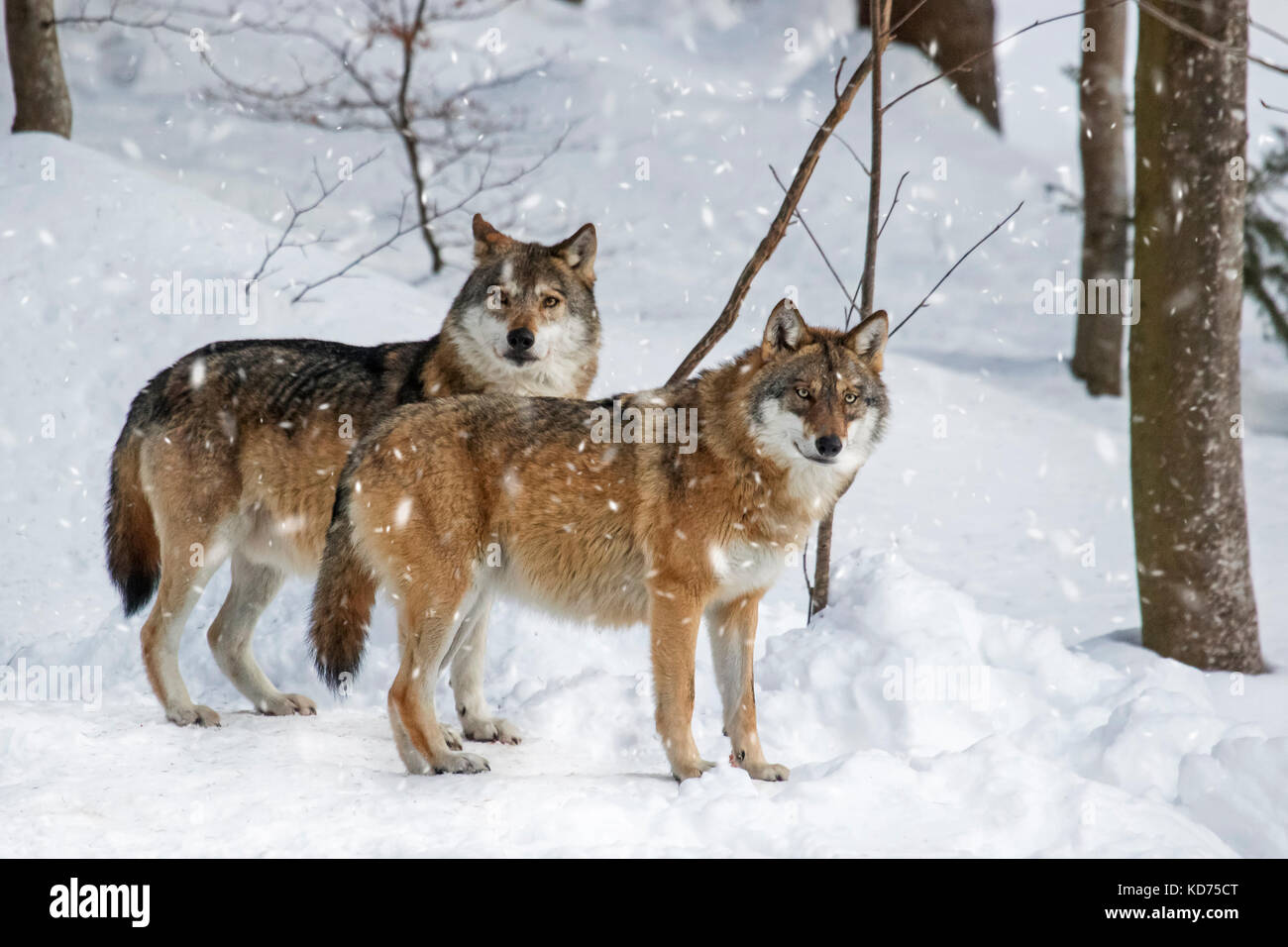 Two gray wolves / grey wolves (Canis lupus) in the snow during snowfall in forest in winter Stock Photo