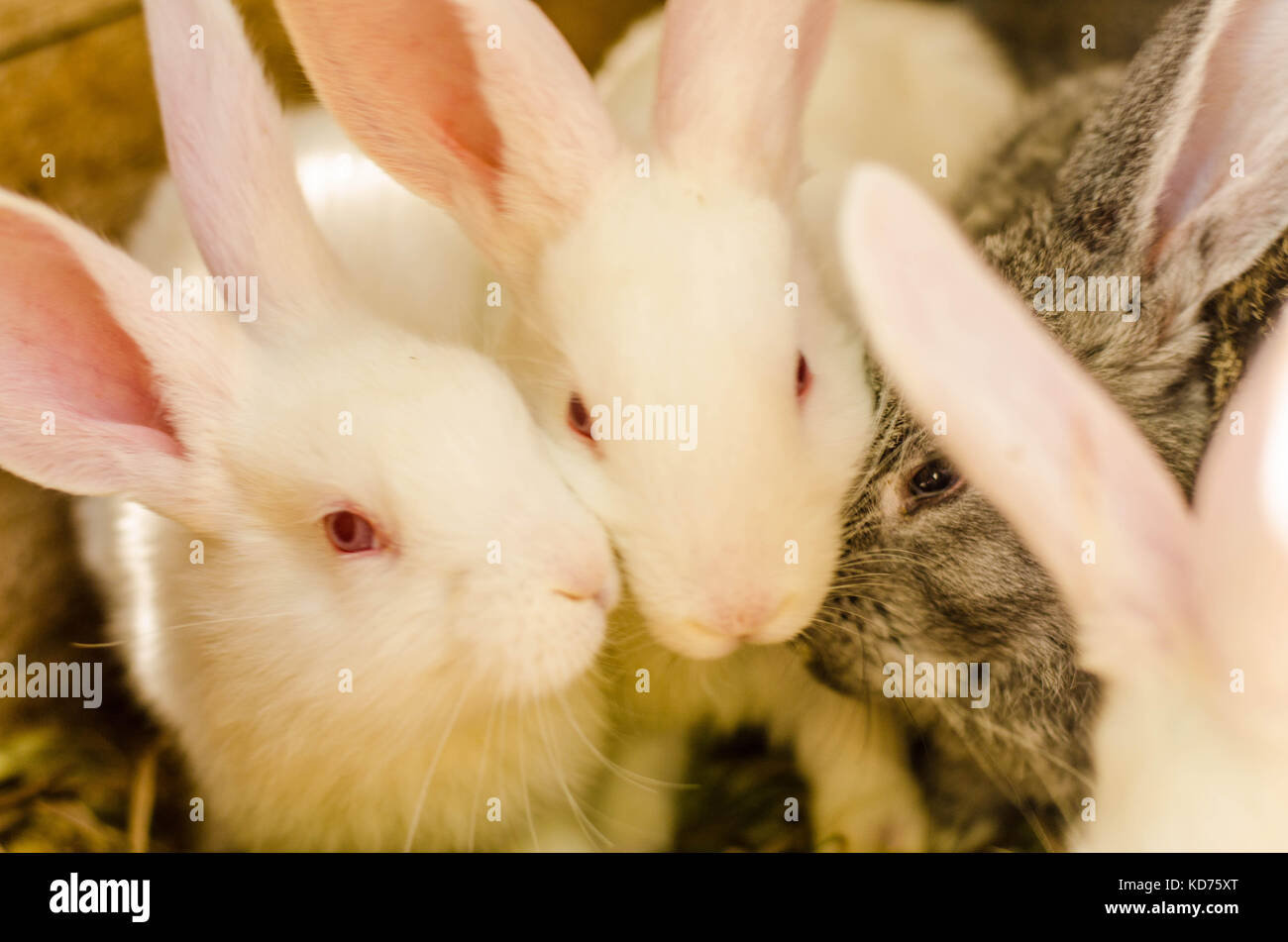 Feeding rabbits on animal farm in rabbit-hutch. Stock Photo