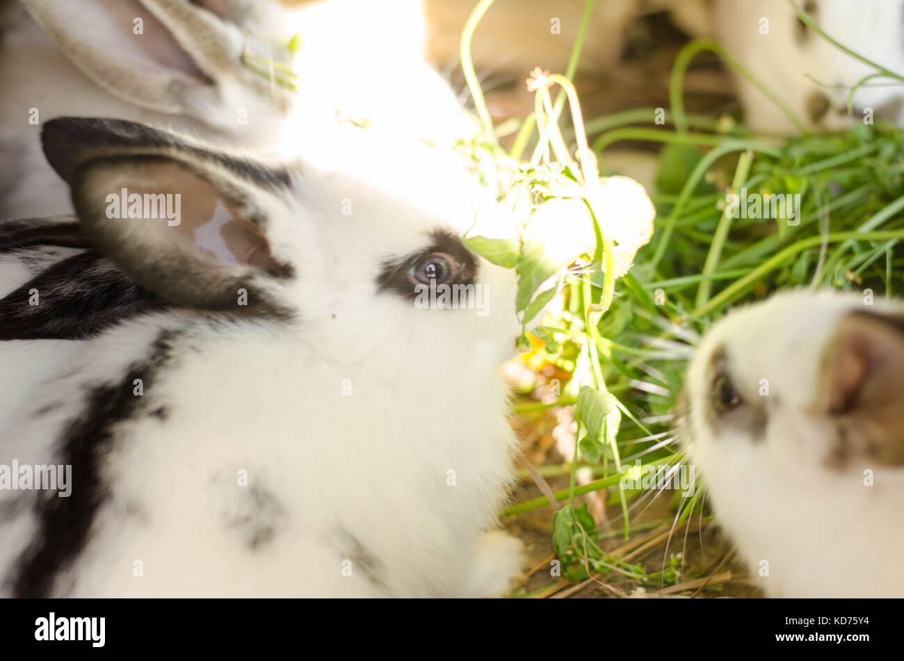 Feeding rabbits on animal farm in rabbit-hutch. Stock Photo