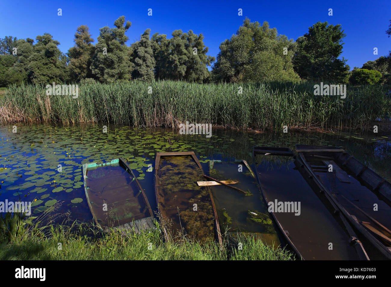 Flooded wooden boats on the oxbow lake of the Mura River Stock Photo ...