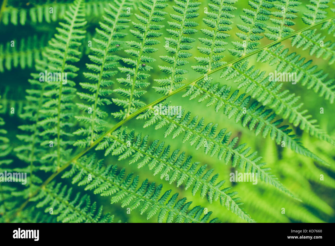 Beautyful fern leaf. Green foliage close up. Natural floral fern background Stock Photo