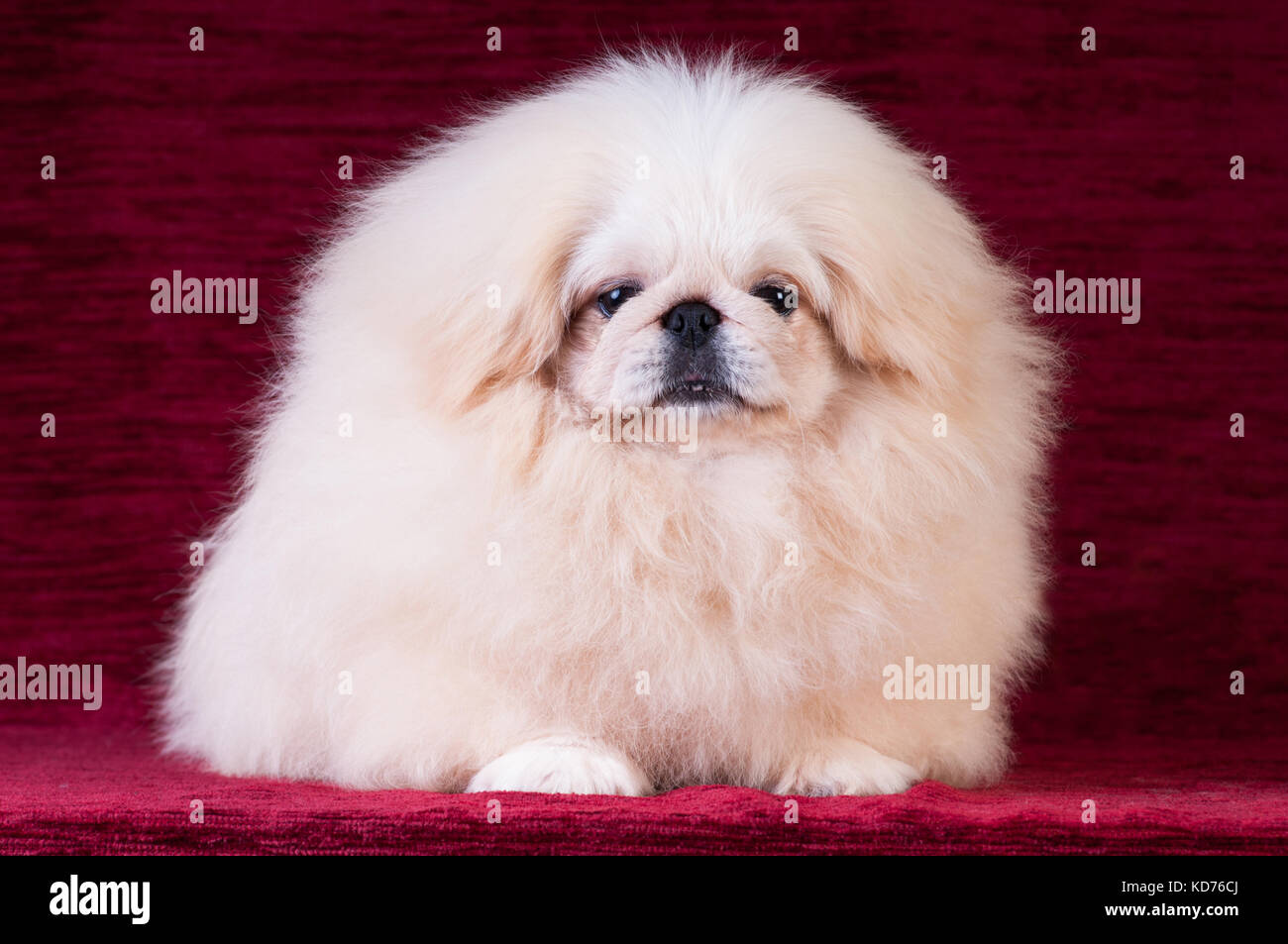 White pekingese puppy portrait at studio on red velvet background Stock Photo