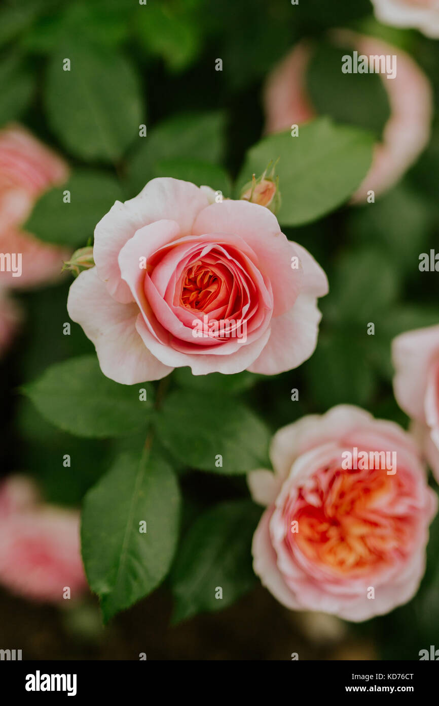 Pink Promise Rose High Resolution Stock Photography And Images Alamy