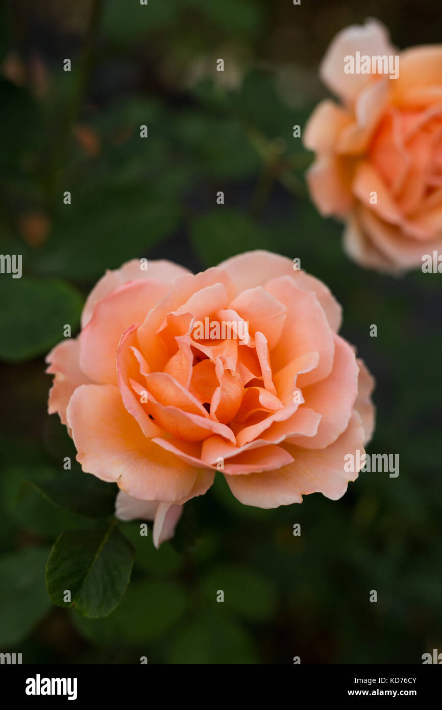 Close-up flower portrait of a beautiful Salmon rose Stock Photo