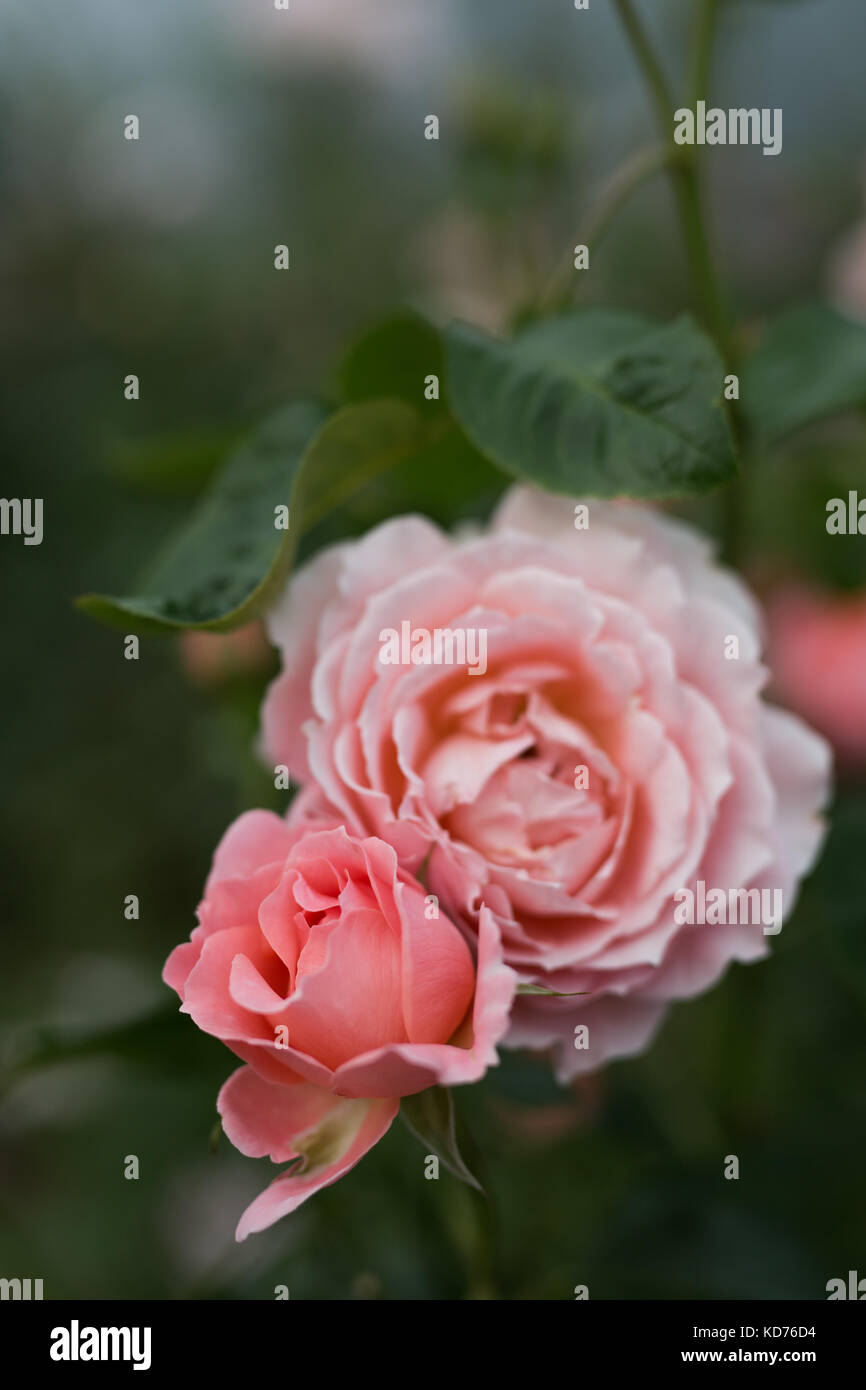 Close up flower portrait of a beautiful pink rose Stock Photo - Alamy