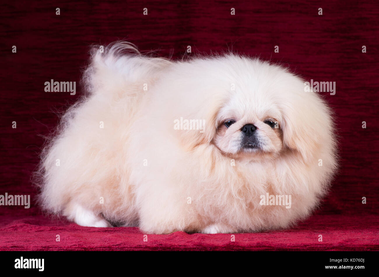 White pekingese puppy portrait at studio on red velvet background Stock Photo