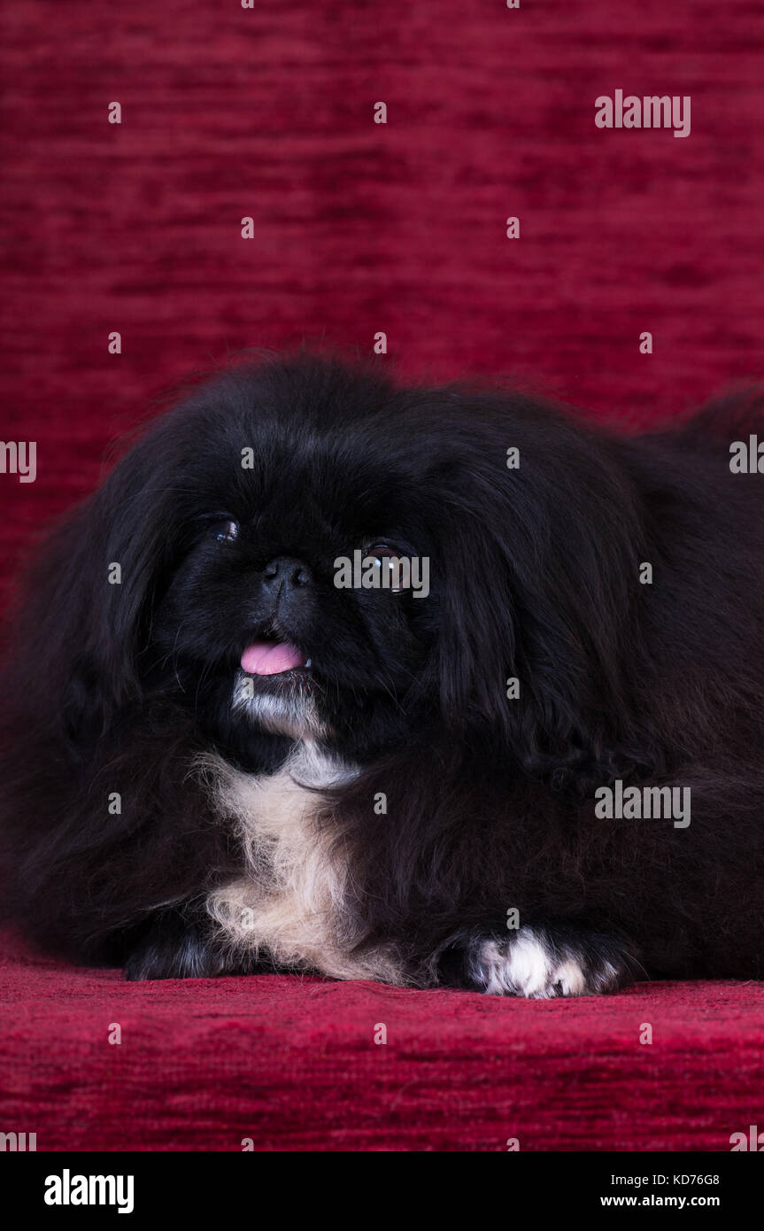 Black Pekingese puppy portrait at studio on red velvet background Stock Photo