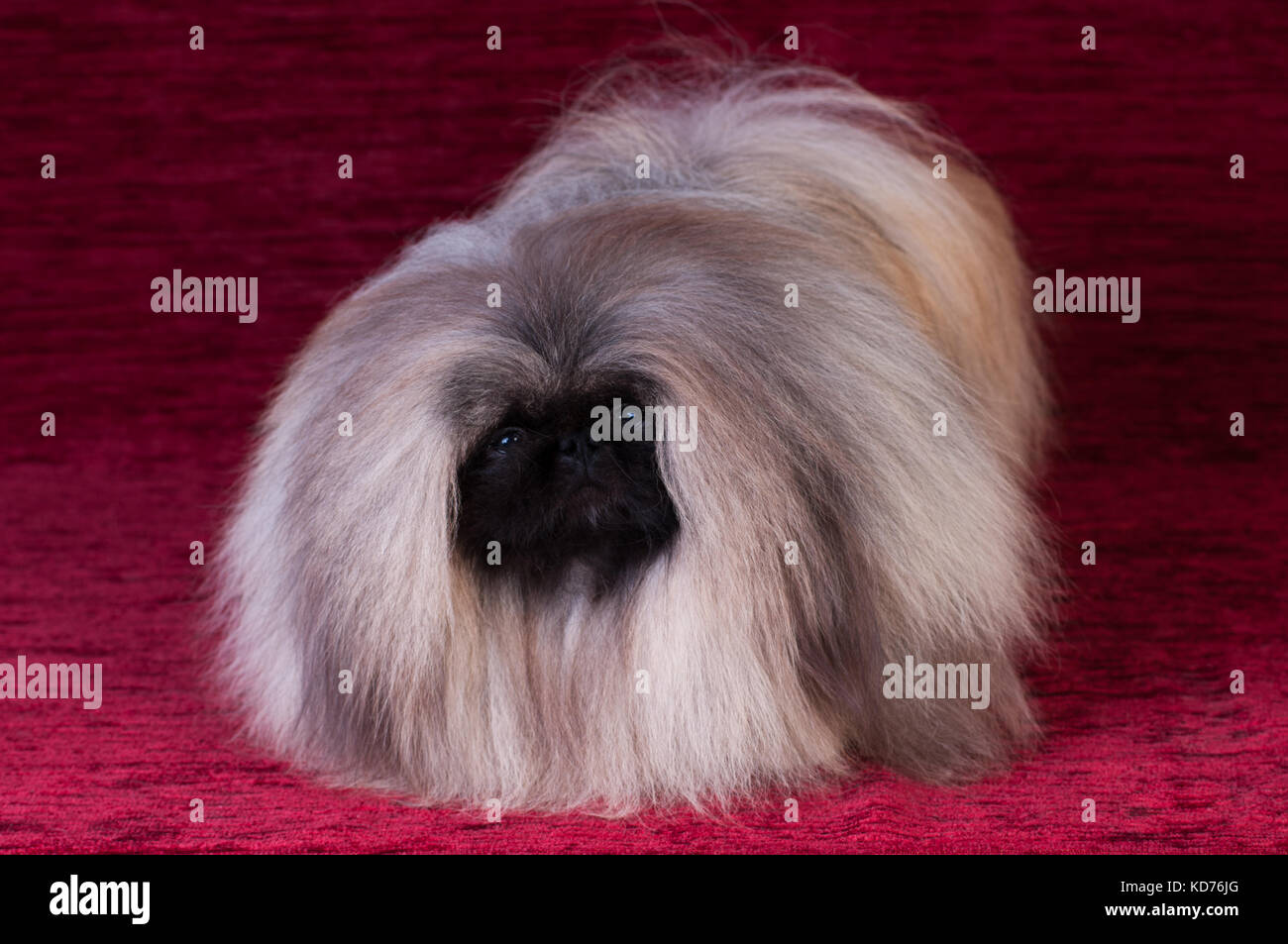 Pekingese seizures sales