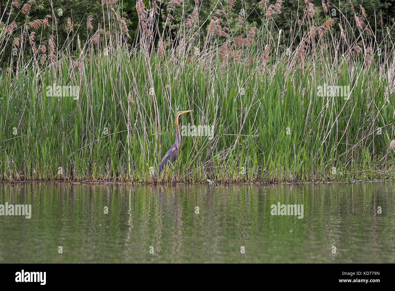Purple heron Ardea purpurea beside fish pond La Brenne Centre Region France Stock Photo