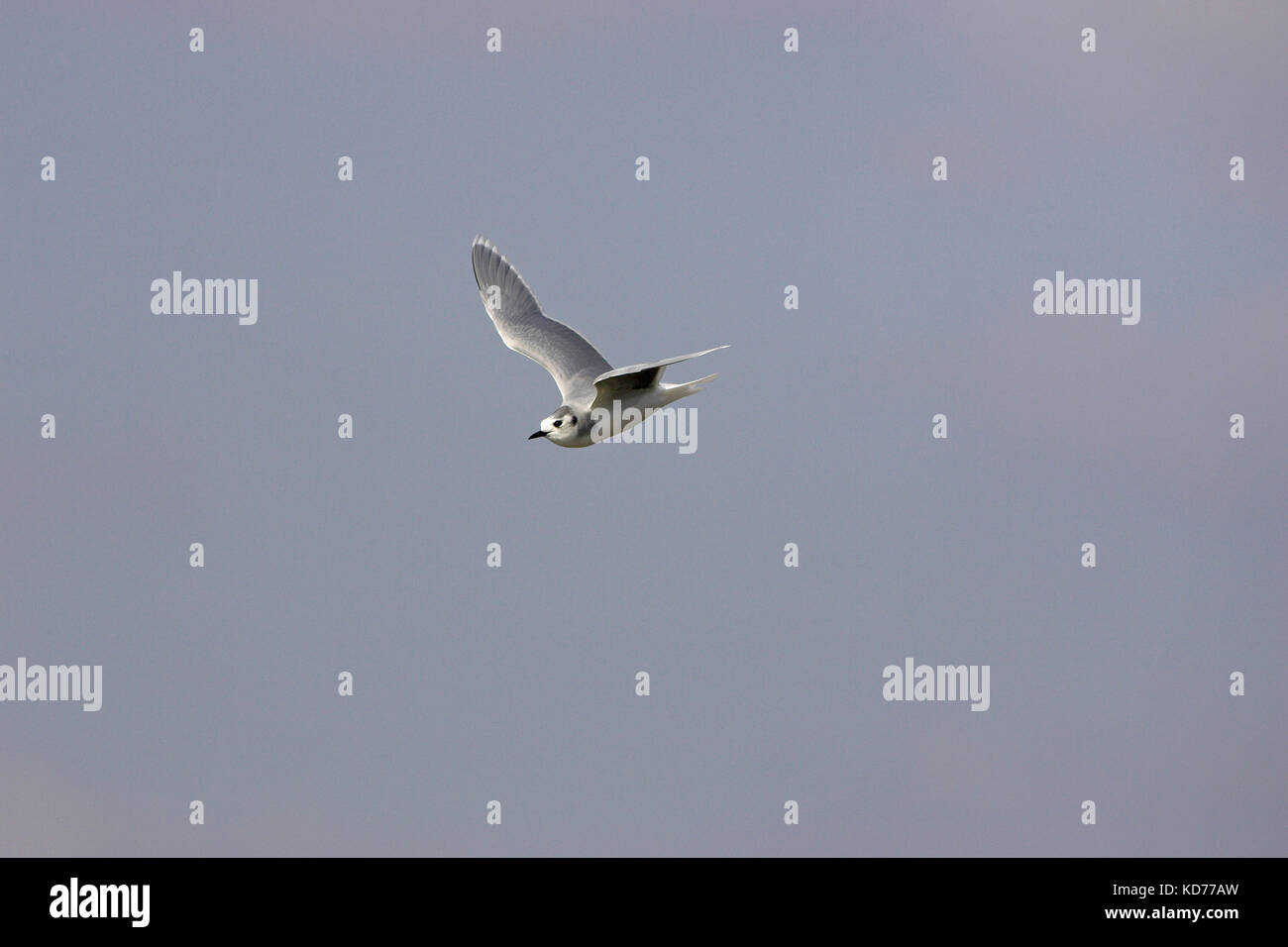 Little gull Larus minutus in flight in winter plumage Castro Marim Algarve Portugal Stock Photo