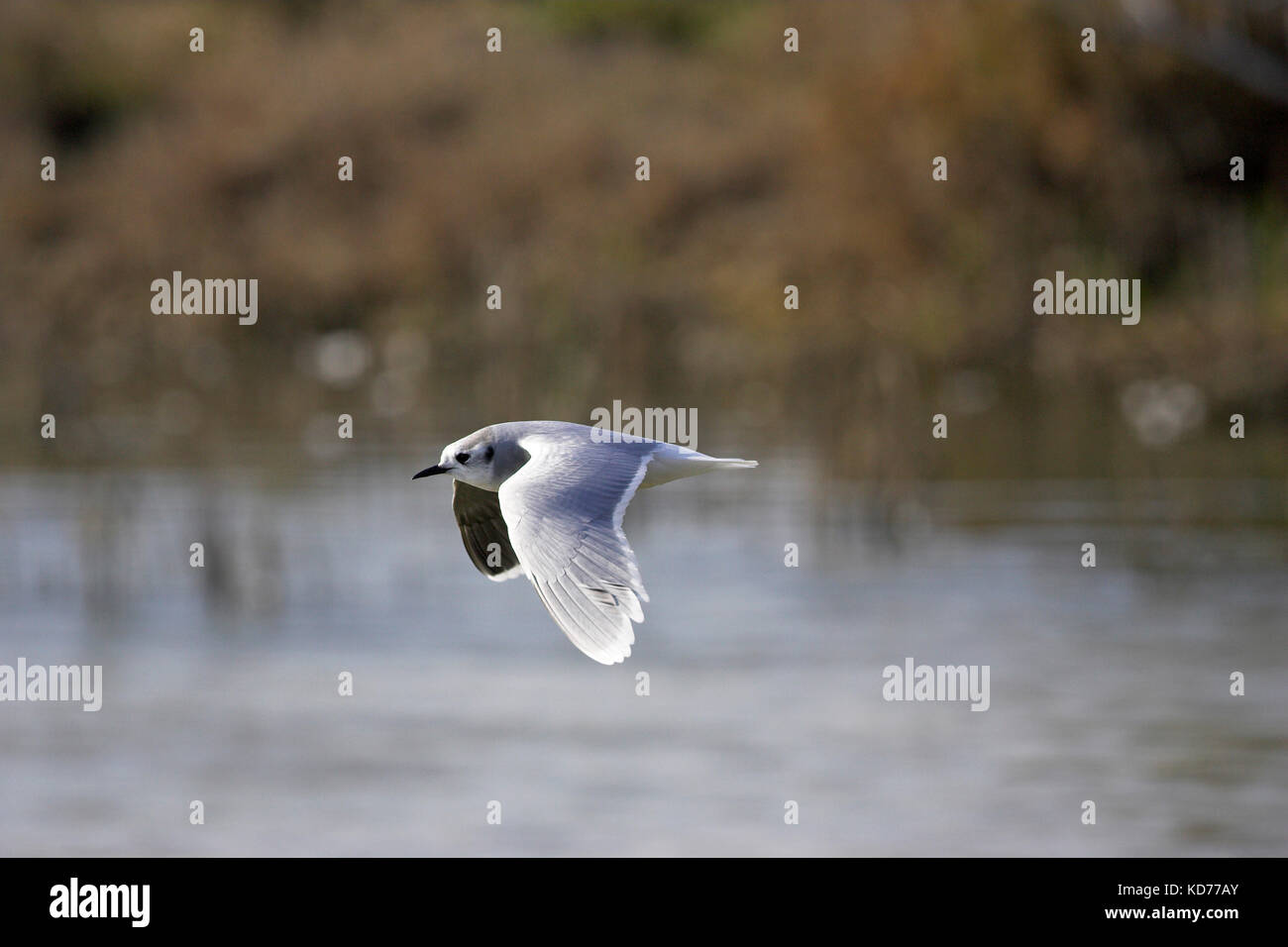 Little gull Larus minutus in flight in winter plumage Castro Marim Algarve Portugal Stock Photo