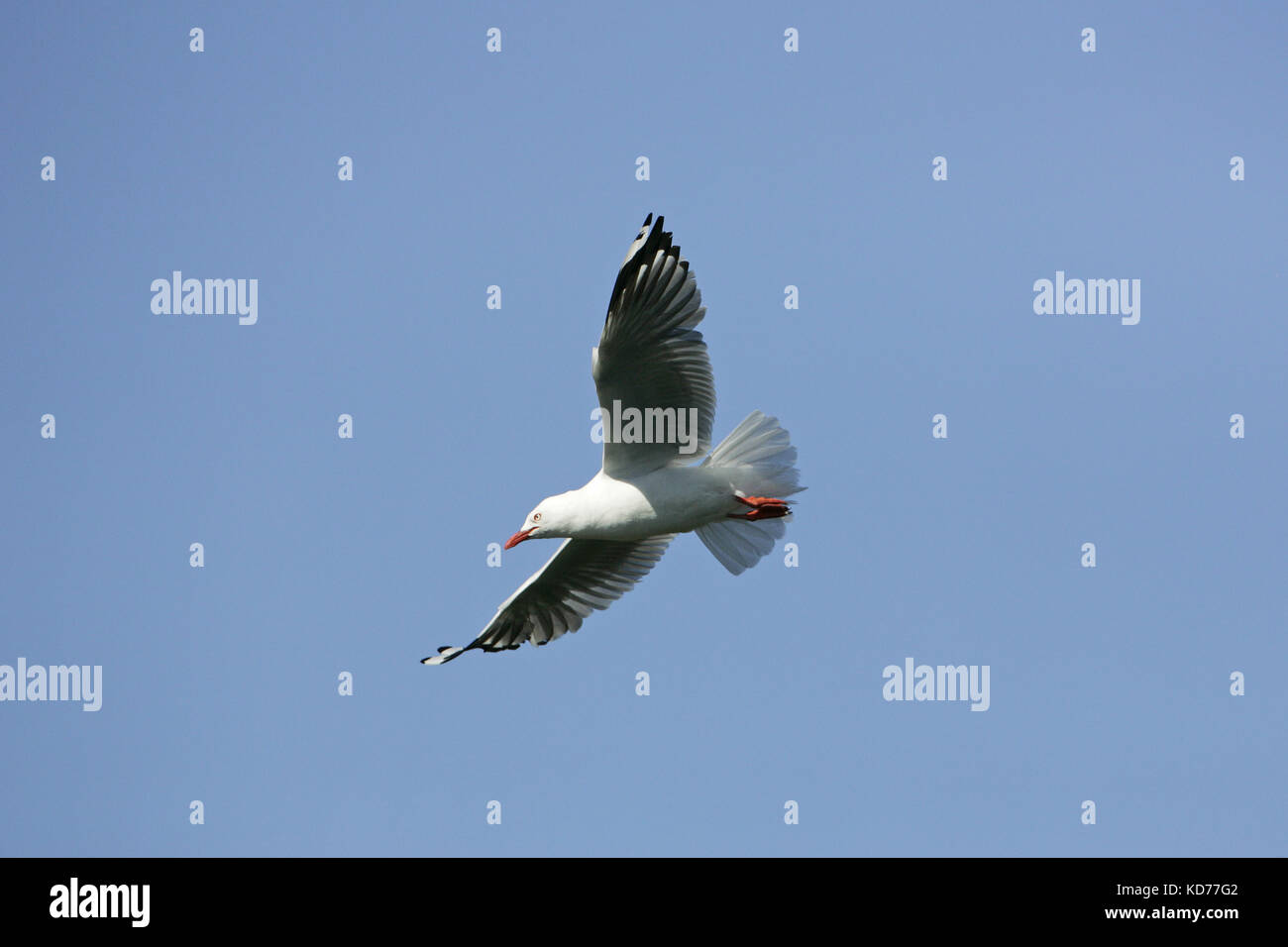 Red-billed gull Larus novaehollandiae in flight New Zealand Stock Photo ...
