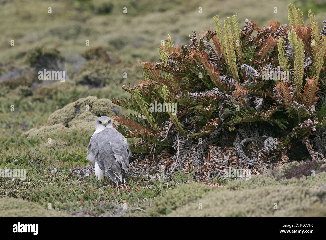 Variable hawk Buteo polyosoma Falkland Islands Stock Photo