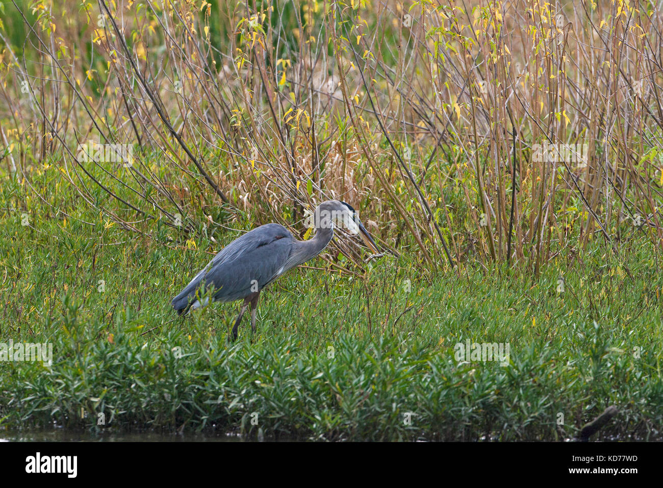 Great blue heron Ardea herodias Lake Olathe Johnson County Kansas USA Stock Photo