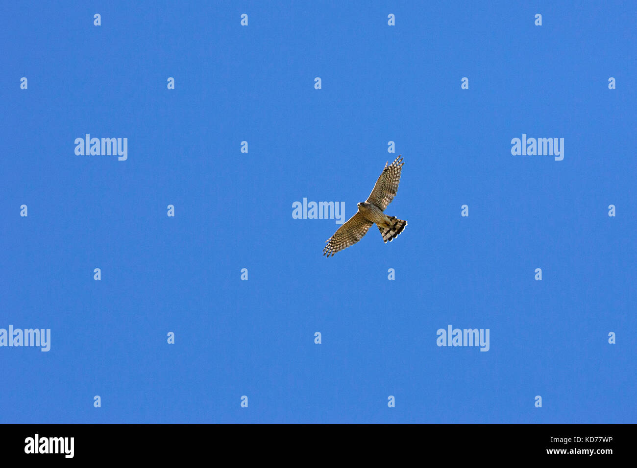 Cooper's hawk Accipiter cooperii in flight over Quivira National Wildlife Refuge Kansas USA Stock Photo
