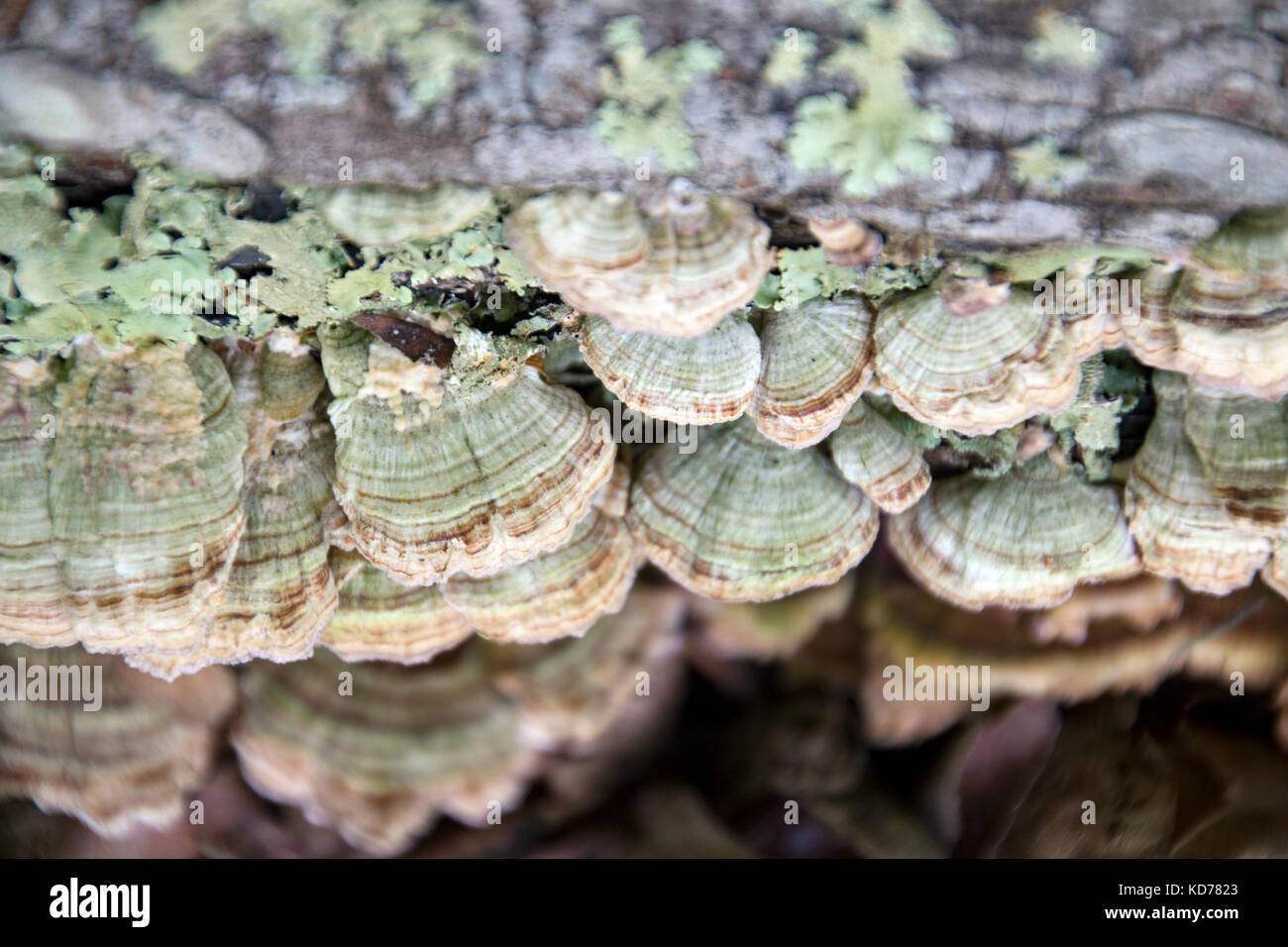 Shelf fungi clinging to a dead tree in Kentucky. Stock Photo