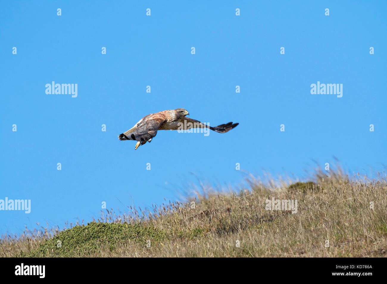 Variable hawk Buteo polyosoma in flight over grassland Darwin Falkland Islands British Overseas Territory November 2016 Stock Photo