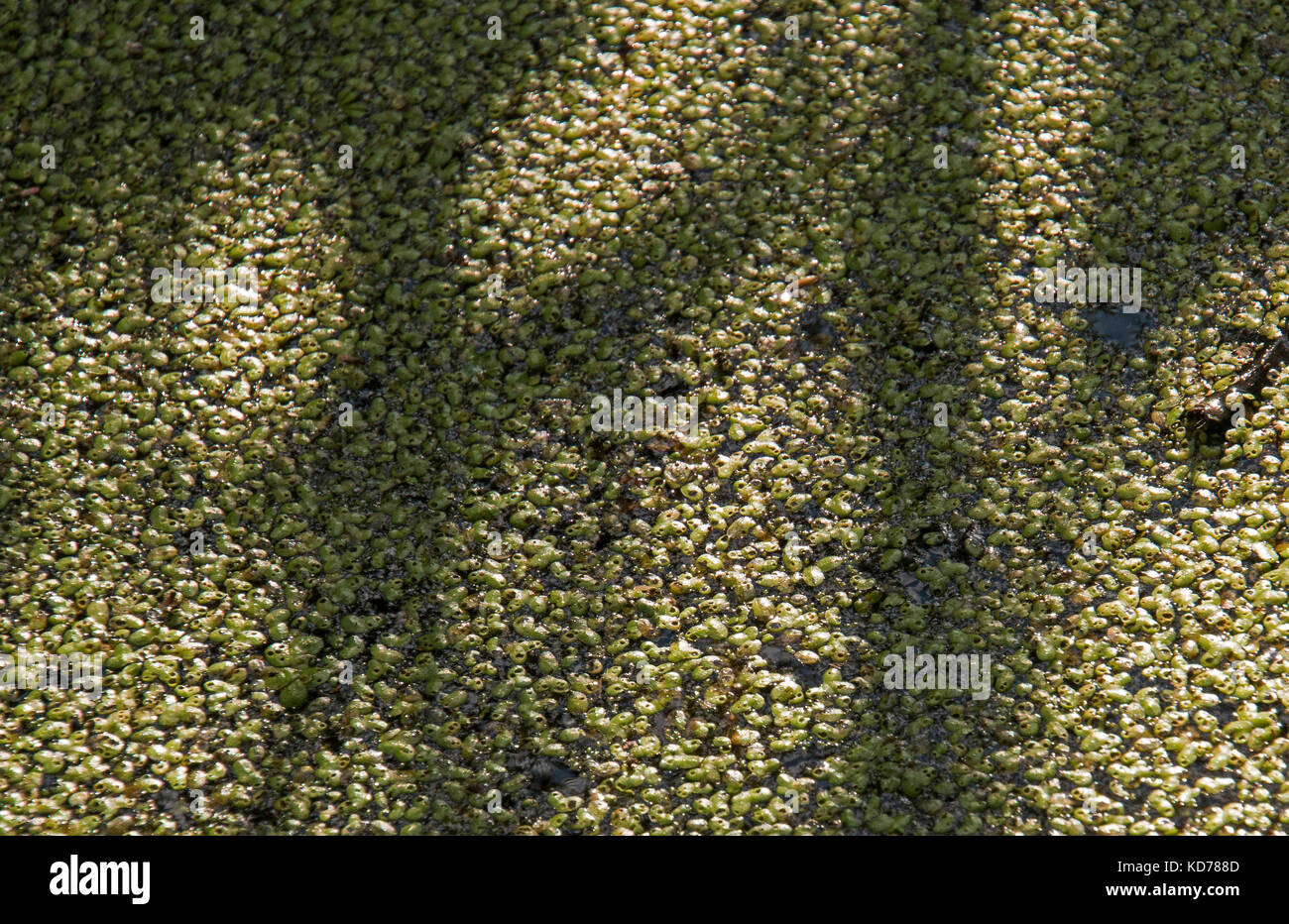 An algae covered pond in Minnesota. Stock Photo