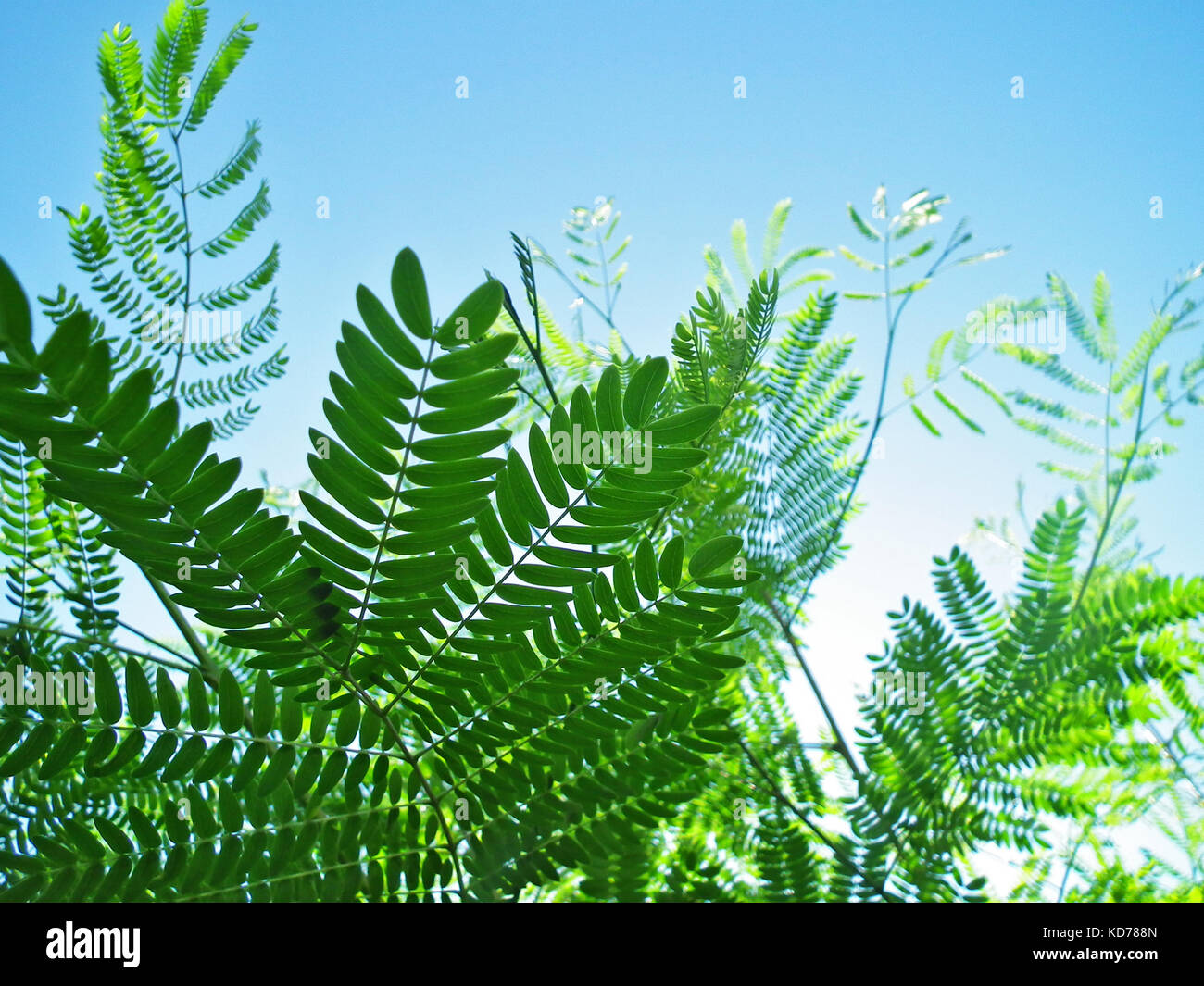 Green Leaves and Sky, Natual Background Stock Photo