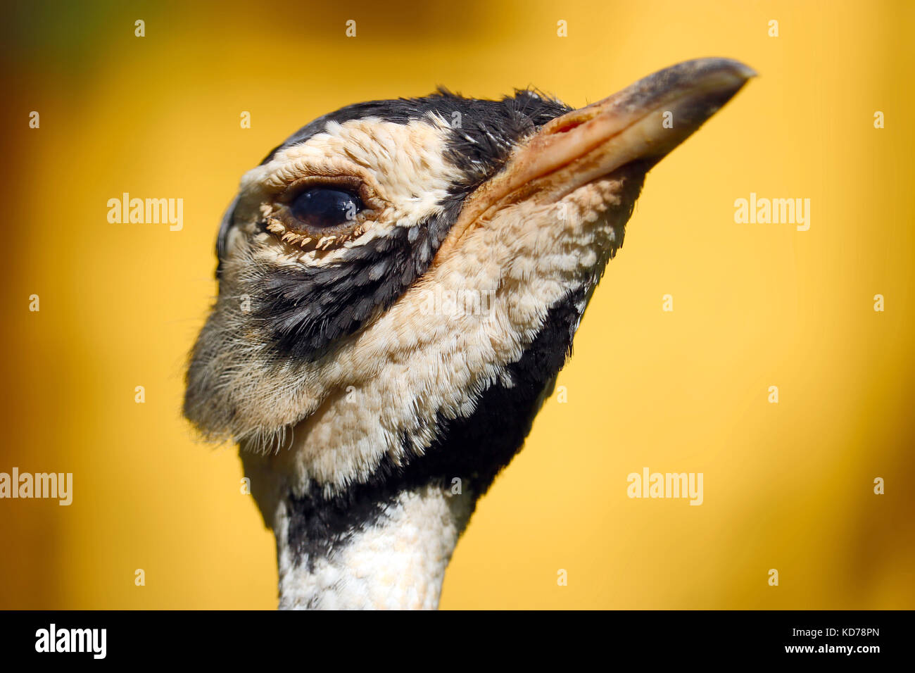 head of a white-bellied bustard bird in profile view looking upwards Stock Photo