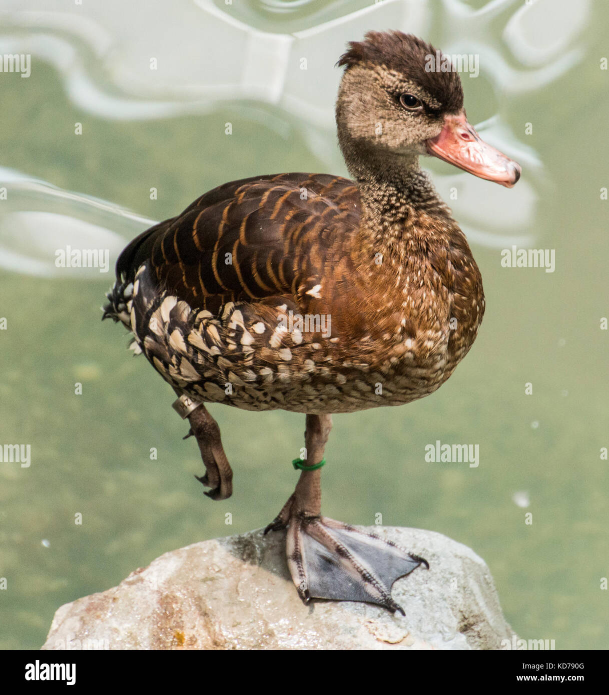An aquatic bird stands on a rock with one leg up. Stock Photo