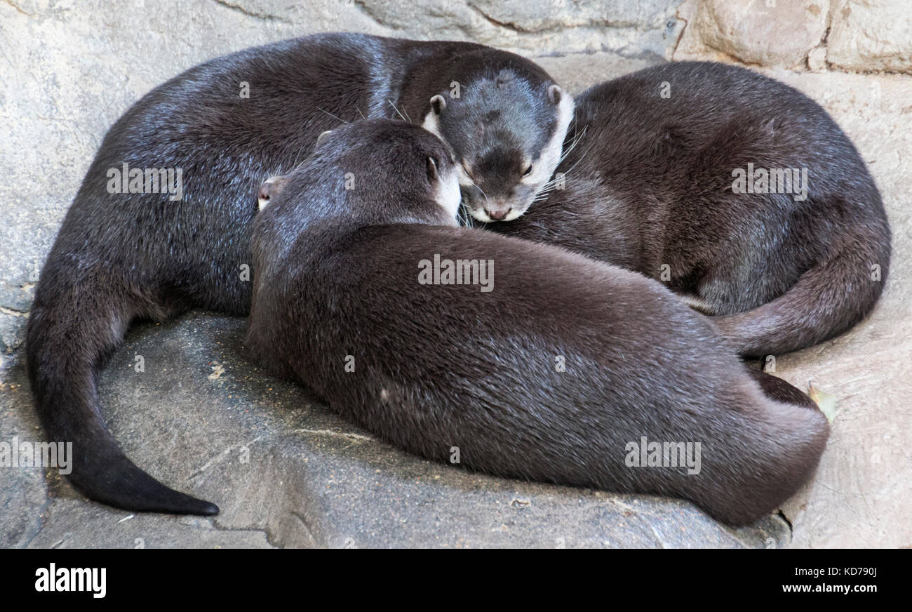 Three otters napping peacefully on a large rock. Stock Photo
