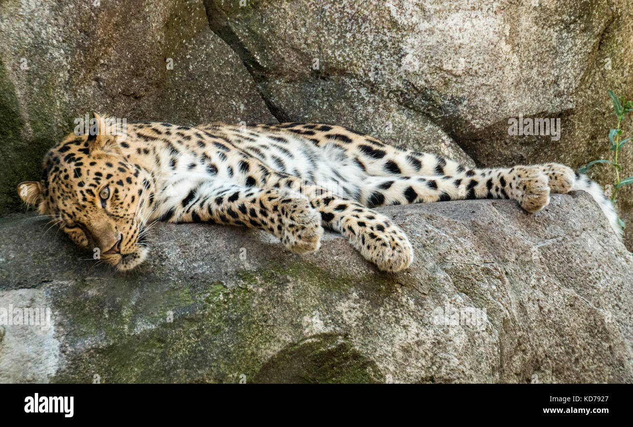 A tired amur leopard resting on a rock. Stock Photo