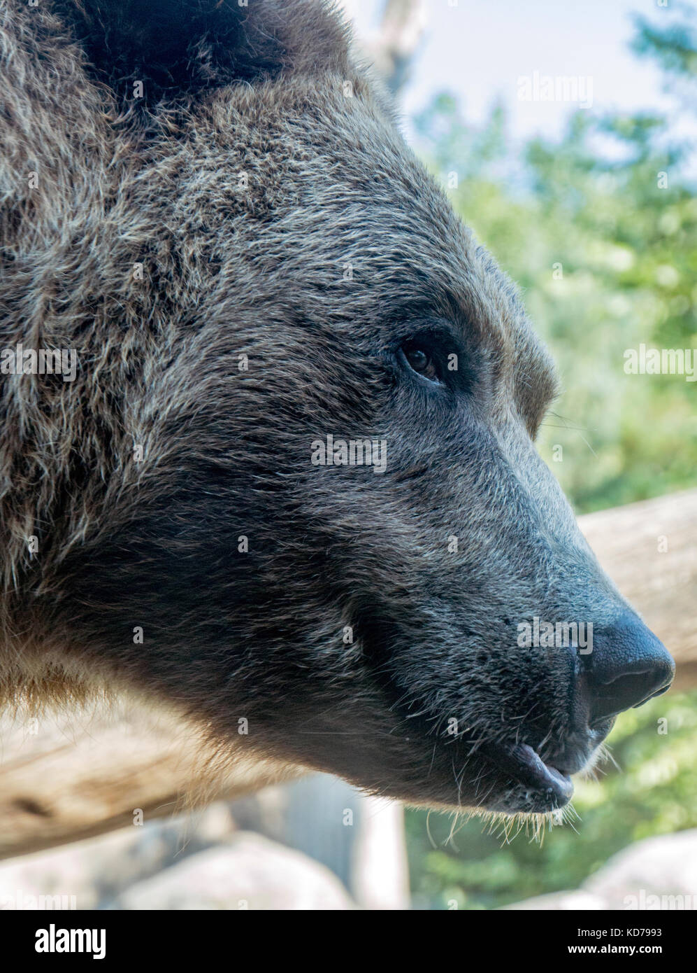 An up close shot of a grizzly bear giving a mischievious look. Stock Photo