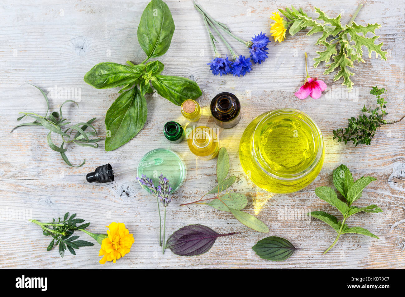 Various fresh herbs and essential oil in the midlle of . fresh medicinal plants . Preparing medicinal plants for phytotherapyand health promotion on old white wooden Stock Photo