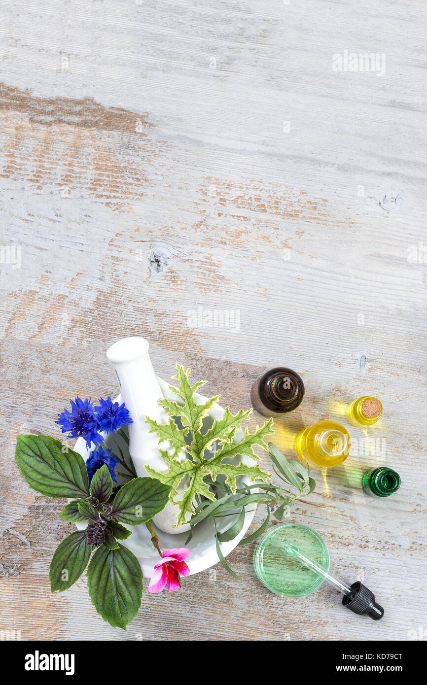 Ceramic mortar with herbs and fresh medicinal plants on old white wooden tboard. Preparing medicinal plants for phytotherapyand health beauty Stock Photo