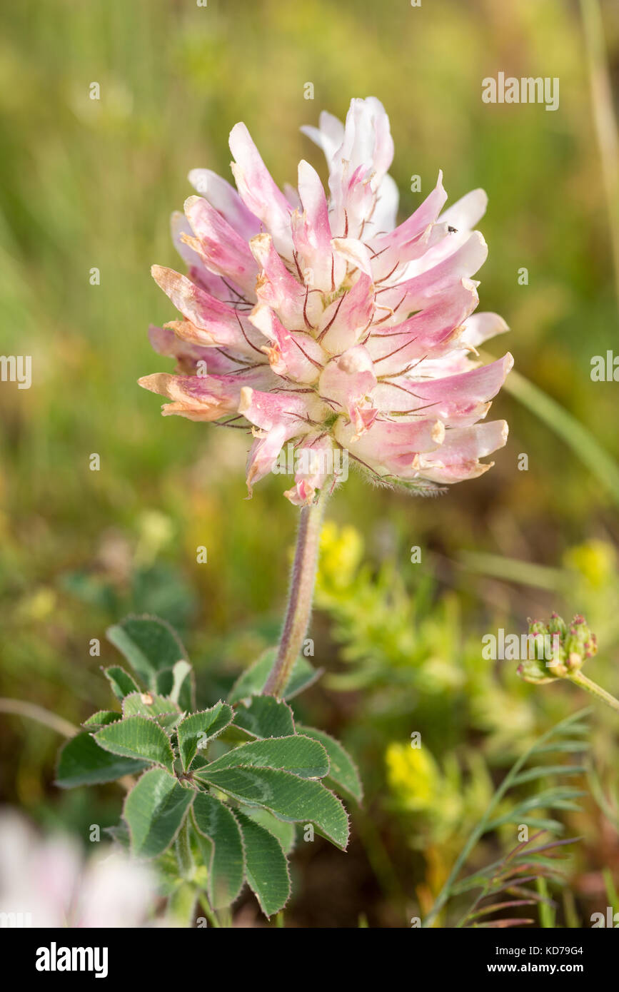 Alsike clover in bloom, Northeast Oregon Stock Photo Alamy