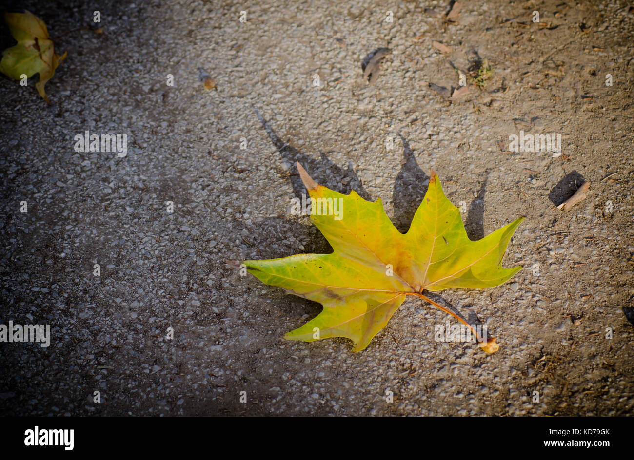 one single yellow leaf on the ground at fall Stock Photo - Alamy