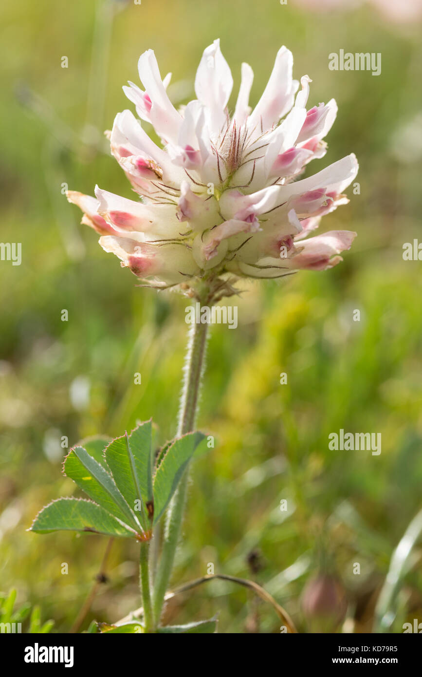 Alsike clover in bloom, Northeast Oregon Stock Photo Alamy
