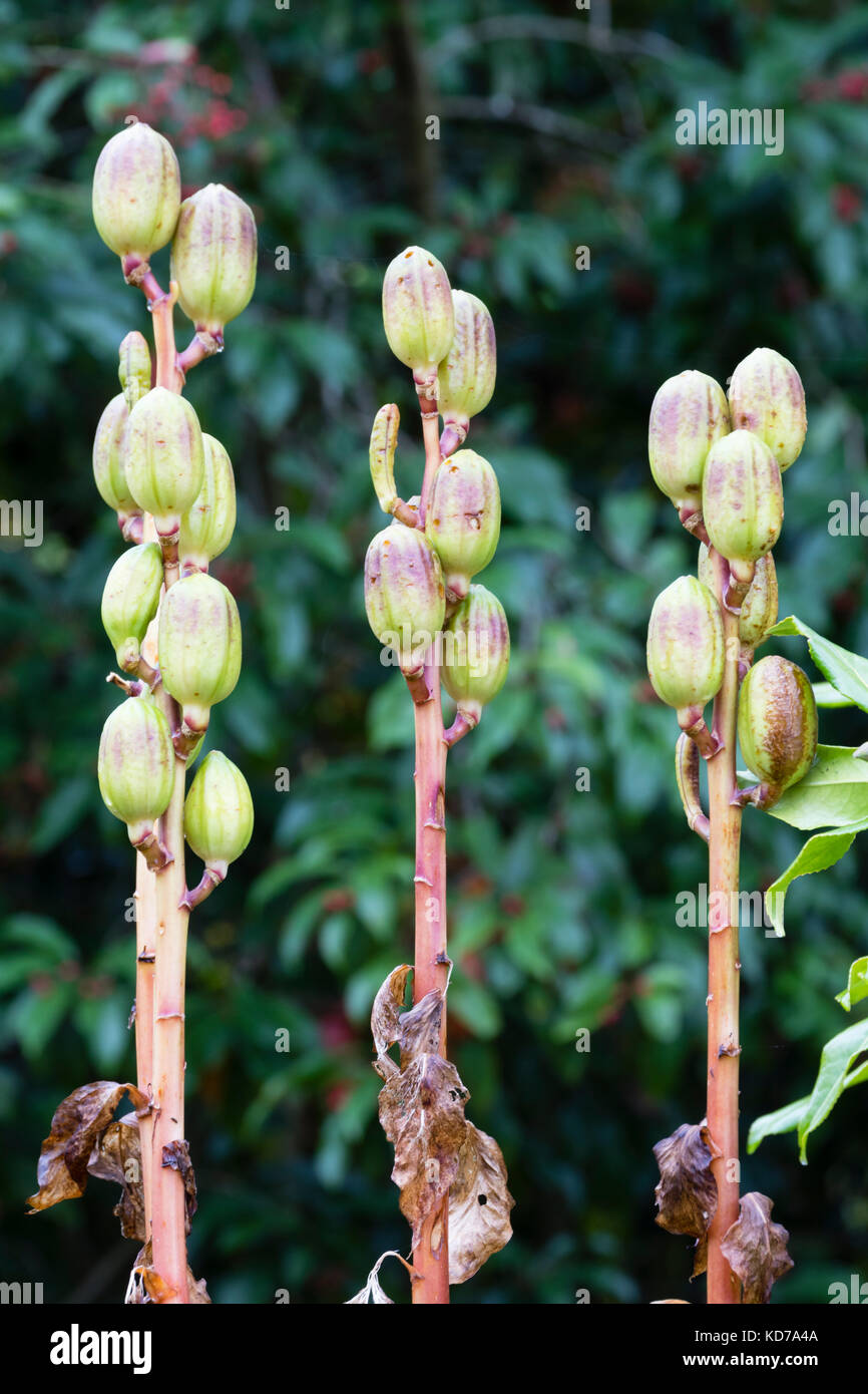 Autumn seed pods of the gaint Yunnan lily, Cardiocrinum giganteum Stock Photo