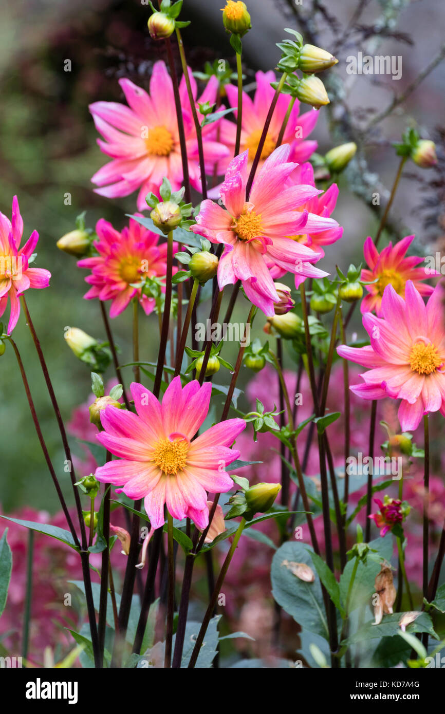 Bright pink flowers of the half-hardy perennial, Dahlia 'Karma Fuchsiana' Stock Photo