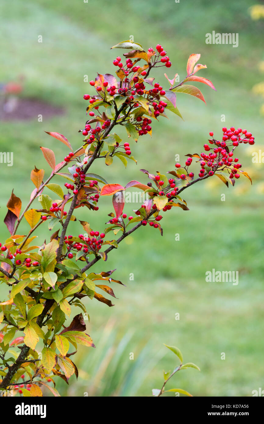 Red autumn berries of the hardy decdiduous small tree, Photinia villosa Stock Photo